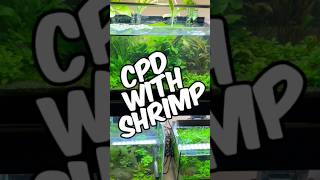 Keeping Shrimp With Celestial Pearl Danios! (Galaxy Rasboras)
