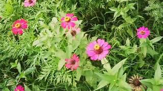 Old Hindi Song With Flowers