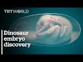 Scientists in China discover rare perfectly preserved dinosaur embryo