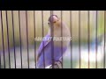 Pancingan Lovebird Ngekek Panjang Jitu Memanggil Suara Lb Diam Jadi Ngekek Mp3 - Mp4 Download