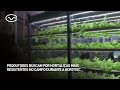 Produtores buscam por hortaliças mais resistentes no campo durante a Hortitec