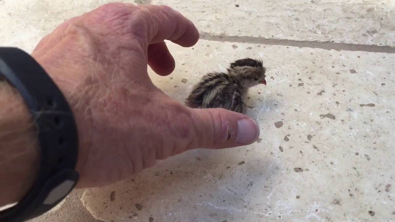 Arizona Home Watch Llc Baby Quail Youtube