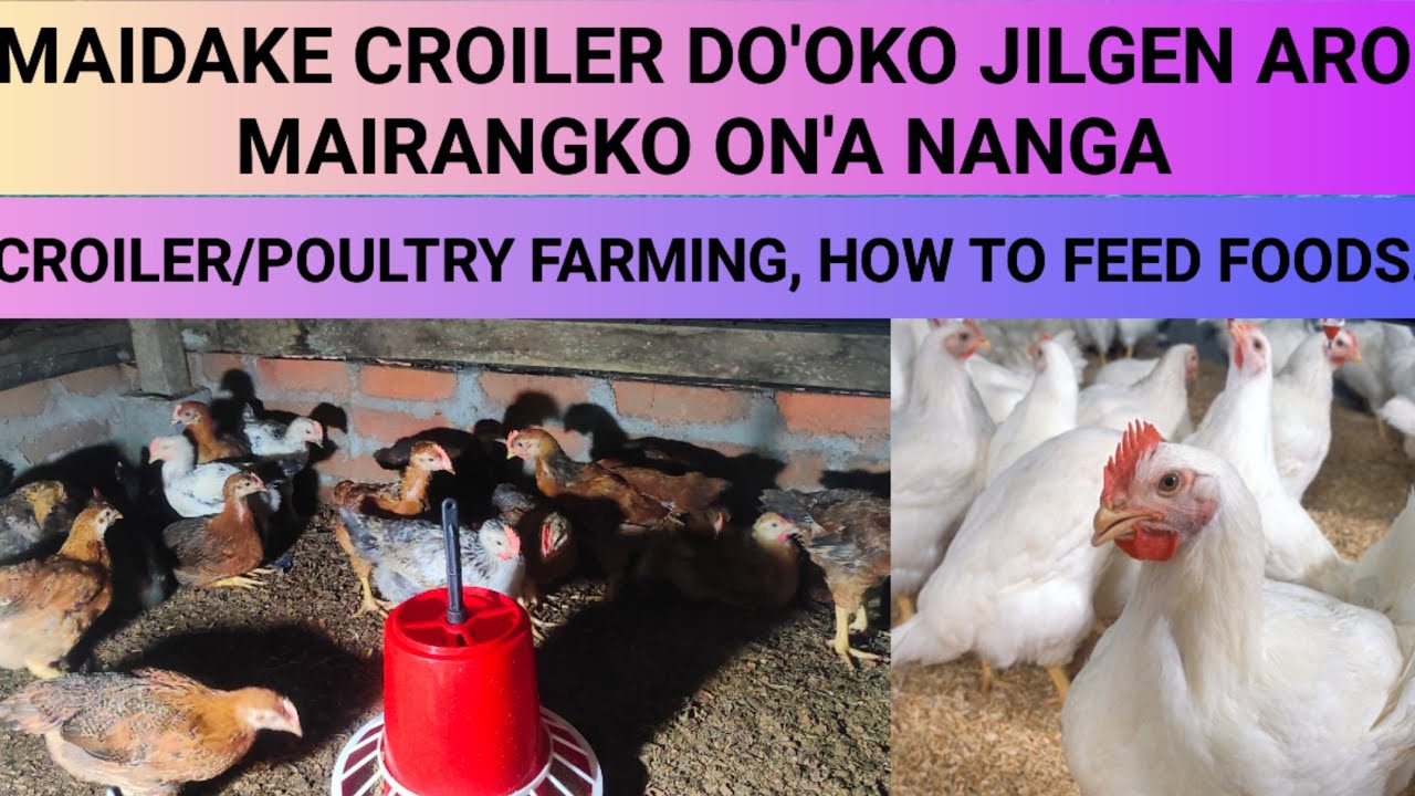 MAIKAI KUROILER DO OKO JILGEN ARO DALATGEN HOW TO FEEDS CROILER maikai-kuroiler-do-oko-jilgen-aro-dalatgen-how-to-feeds-croiler