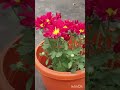 flower & flower holder #gardening #motivation
