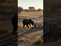 Wooow 😱 #wildlife #funny #animals #shorts