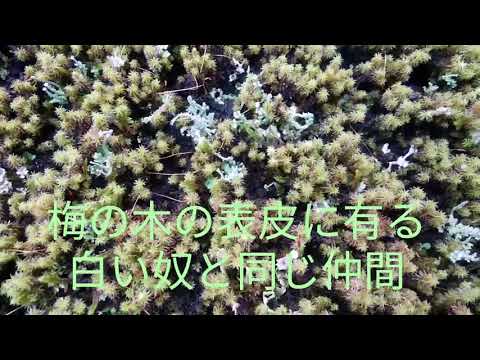 苔庭管理術【苔異常：地衣類編】