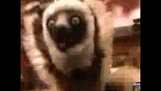 Zoboomafoo Cap. 'Cachorros' (1/3)