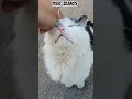 #cat #love