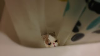 Kitten Bun Bun's Curtain Show by sweetfurx4 46,217 views 9 years ago 2 minutes, 51 seconds