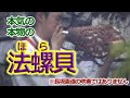 これぞ本気本物のホラ貝だ！ - 奈良 天川村 龍泉寺 辛島正英さん