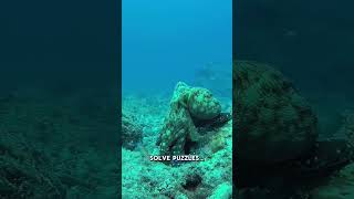 This Sea Creature Has 3 Hearts And Blue Blood 😳#facts #animalfacts #wildlife #animals #didyouknow #a