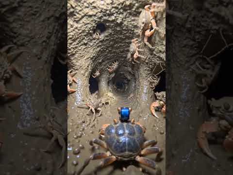 Thousands of Crabs Together!Crab Colony DocumentaryDocumentary #Wildlife #Nature#MarineLife#Ocean