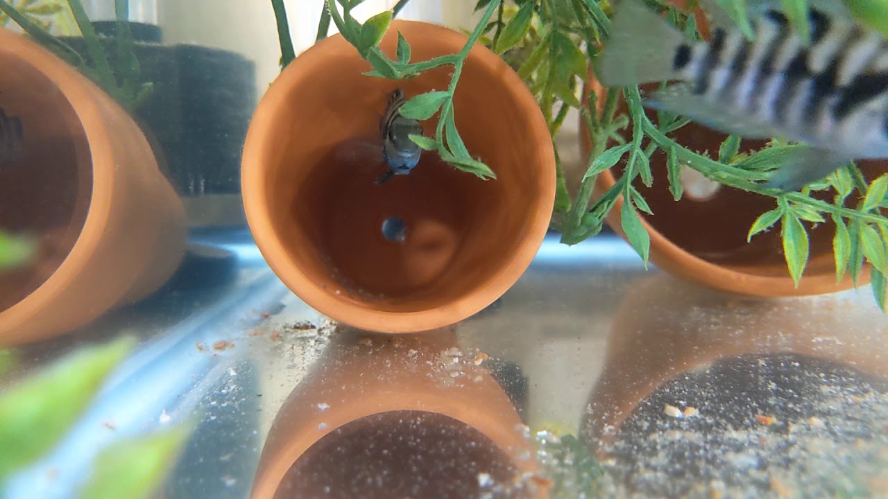 Convict chichlid pair first batch of eggs YouTube