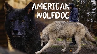 Jak wygląda życie z WILCZAKIEM AMERYKAŃSKIM || American Wolfdog by WeźWdech 299,003 views 1 year ago 33 minutes