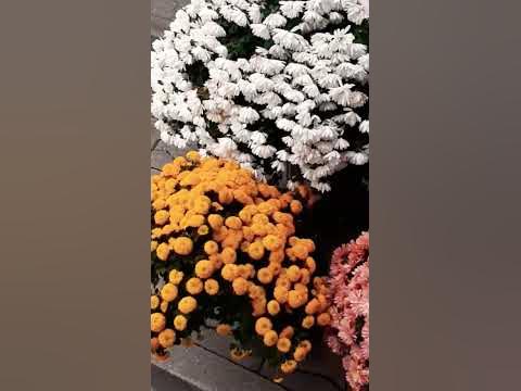 Цветочные фейерверки - YouTube