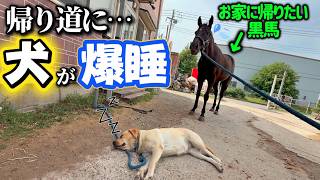 「通れない…」帰り道の通路の真ん中ででかい犬が爆睡をキメていて困ってしまう引退競走馬がコチラです…。【ツルマルボーイ様のシモベ】