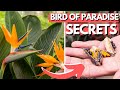 5 bird of paradise secrets  flower and grow seeds indoors