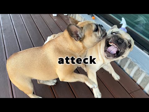 Videó: A francia bulldogokat harcra tenyésztették?