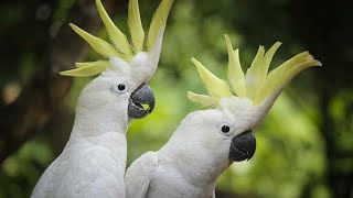 En Komi̇k Papağanlar Dans Eden Papağanlar Akıllı Hayvanlar Papağan Konuşması Ğlence