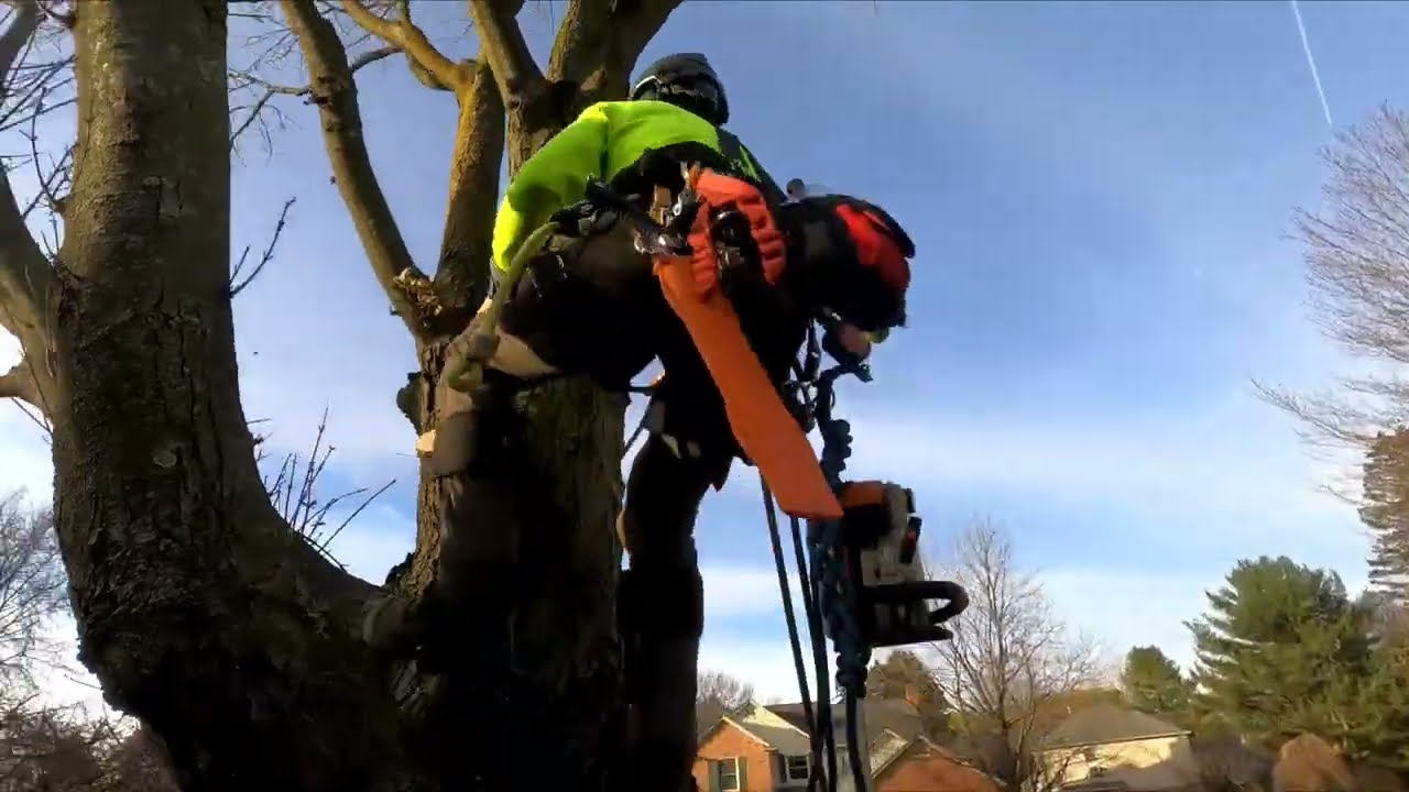 $2,000 in 45min ? Tree Removal 🌳 Did he Overcharge?