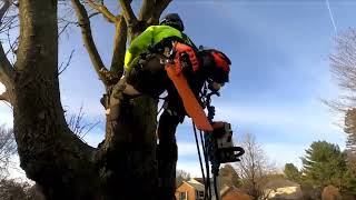 $2,000 in 45min ? Tree Removal 🌳 Did he Overcharge?