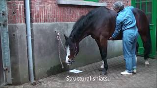 Equina Horse shiatsu training - Landina (11)