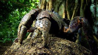 This Crab Can't Swim, But Has To Lay Its Eggs In The Sea... | Nature's Biggest Beasts | BBC Earth