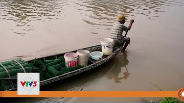 ĐẶT LỌP CÁ BỐNG DỪA | VTV5