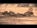 African safari tours highlights (Kenya, Tanzania, South Africa, Botswana, Uganda, Zambia, Zimbabwe)