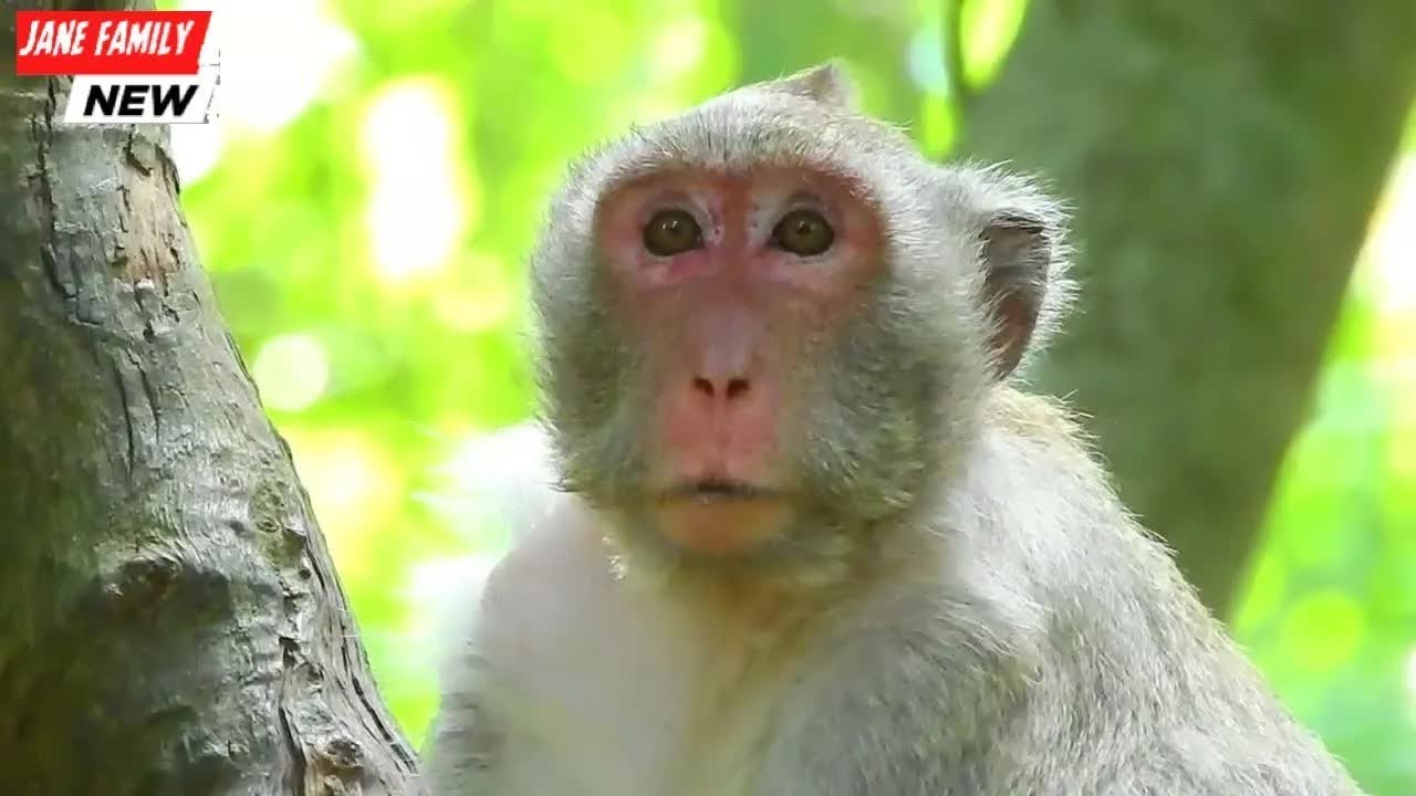 Monkey Mom Jane's Pregnancy A Relaxing Getaway to Rest and Recharge