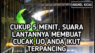 CUKUP PERDENGARKAN 5 MENIT, CUCAK IJO ANDA AKAN IKUT BERKICAU || SUARA LANTANG CUCAK IJO