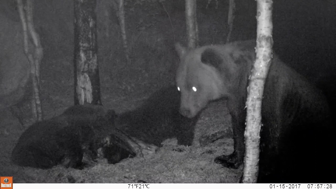 Björnhona med ungar i Värmland 2021