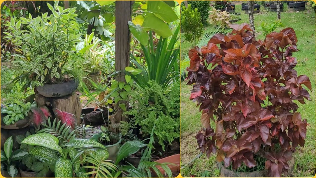 JARDIM DO SÍTIO COM PLANTAS COLORIDAS 