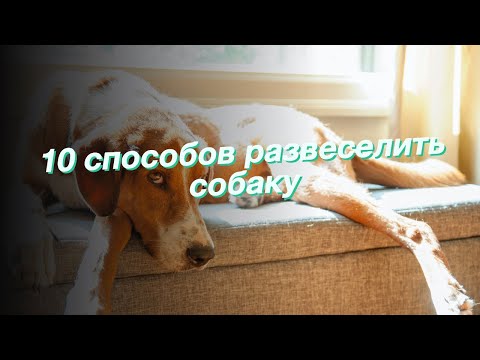 10 способов развеселить собаку