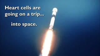 Little Tissue, Big Mission | Beating Heart Muscle Tissues to Ride Aboard the ISS