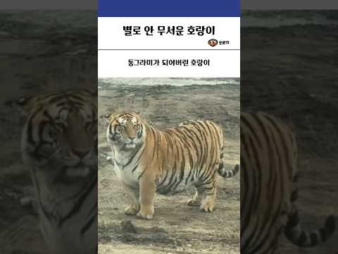 별로 안 무서운 호랑이 #동물 #힐링 #유머 thumbnail