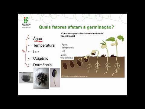 Vídeo: Qual porcentagem de sementes germinam?