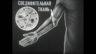 Эпителиальная и соединительная ткани