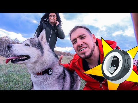 ТОП ПОКУПКИ! УРА! Лучший gps трекер для хаски / tracker товары для собаки