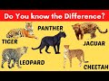 Tiger vs Leopard-Leopard Jaguar-Tiger vs Jaguar- Jaguar-Cheetah-Tiger vs Panther-Difference Video#3