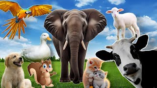 Learn about Adorable Animals : Cat, dog, duck, otter, cow, squirrel, otter - Animal Sounds