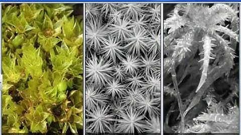 CBSE Class 11 Biology || Bryophytes || By Shiksha House