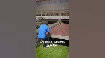 300 jaar oude methode voor het drogen van cacaobonen! #shorts