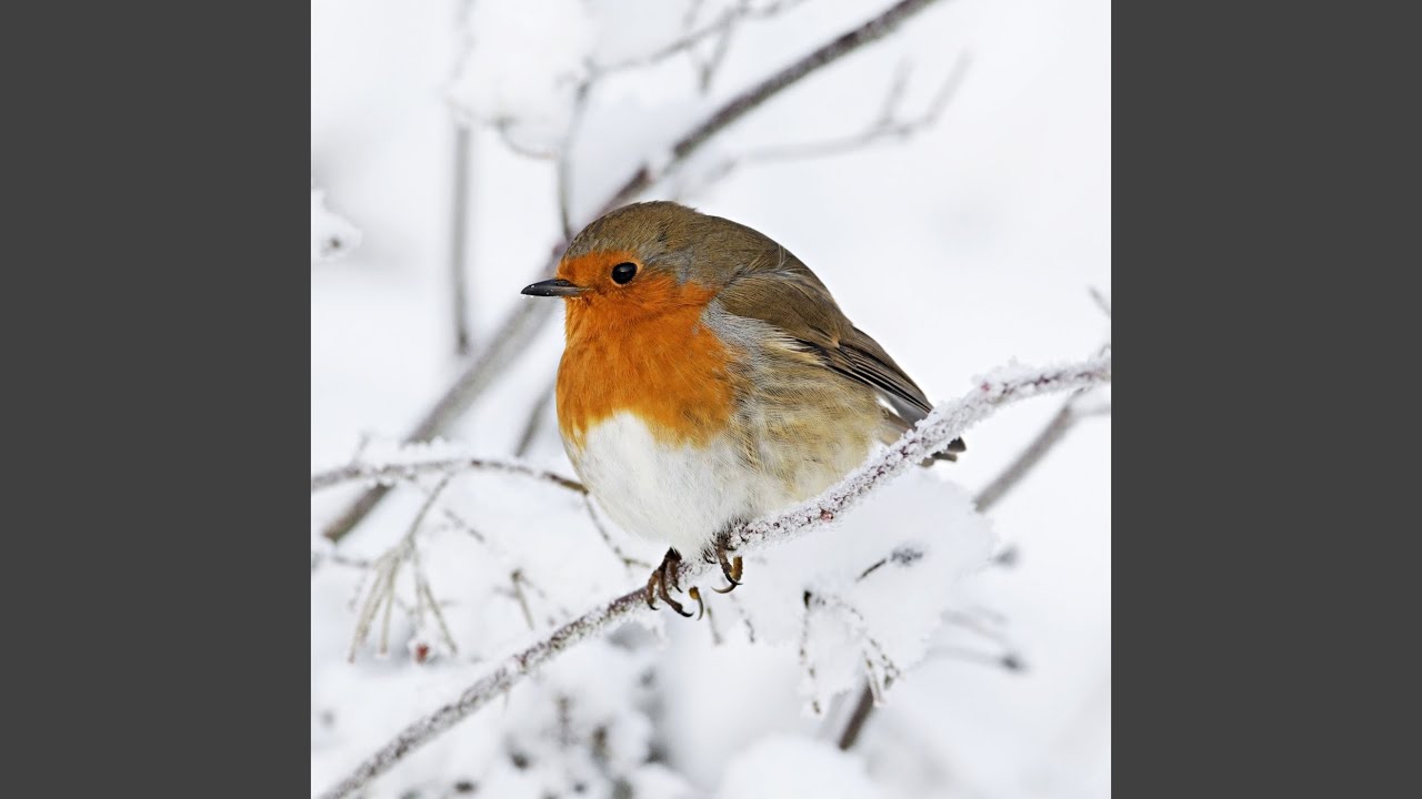 Watch Robin on YouTube Watch Robin on YouTube