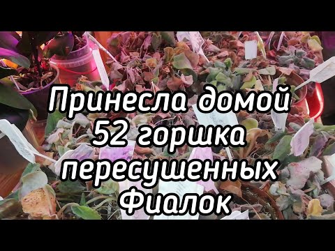 Video: Үрөндөн фиалка гүлдөрүн өстүрүү үчүн эмне кылуу керек