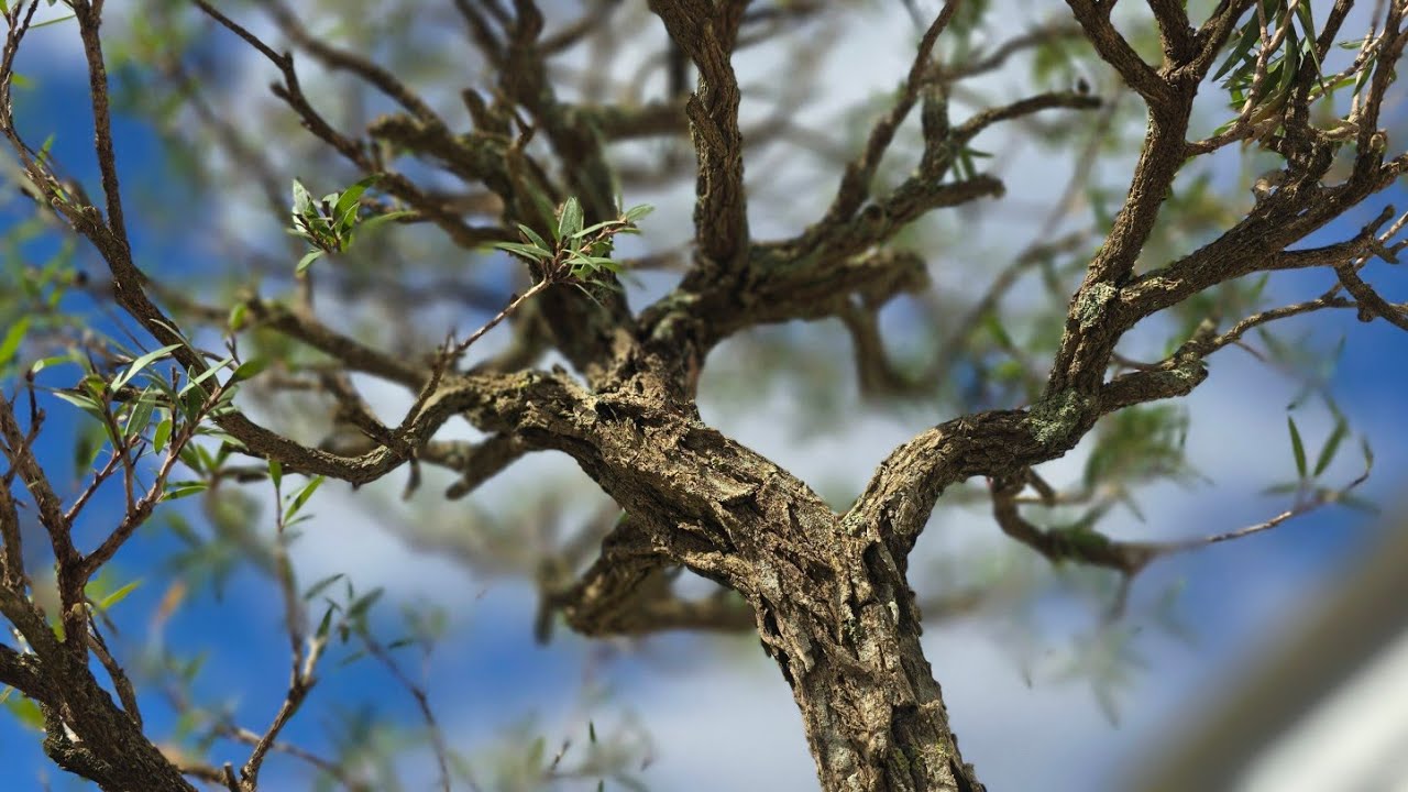 Bottle brush Bonsai gets a much needed trim