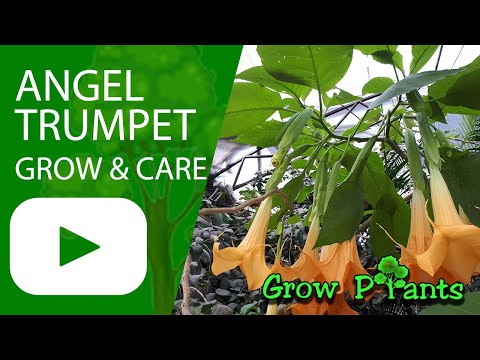 Vídeo: Brugmansia Angel Trumpet - Dicas para cuidar de Brugmansia ao ar livre