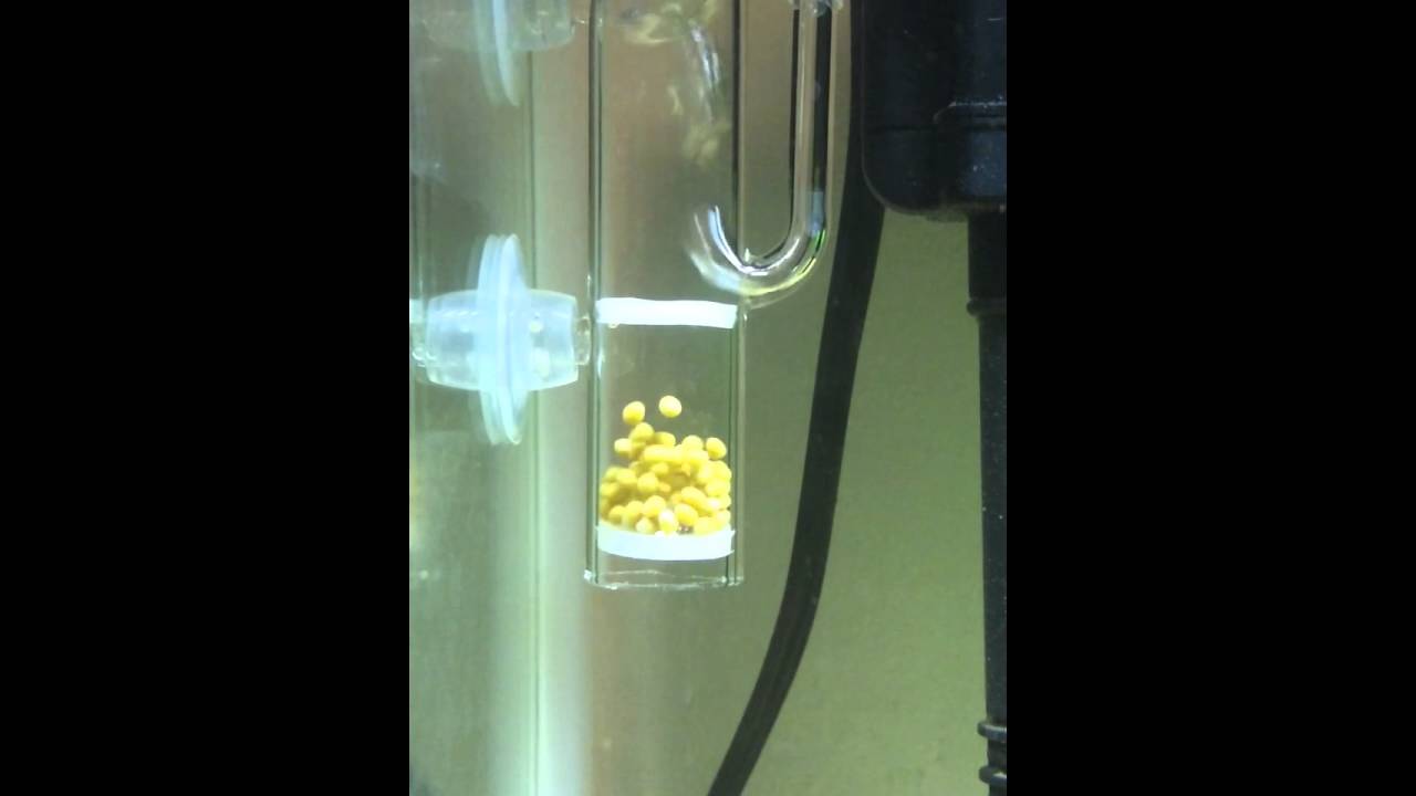 african cichlid eggs in egg tumbler YouTube