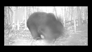 bear timelapse
