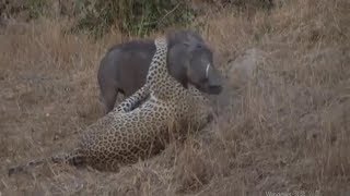 Leopard vs Boar An amazing survival battle!